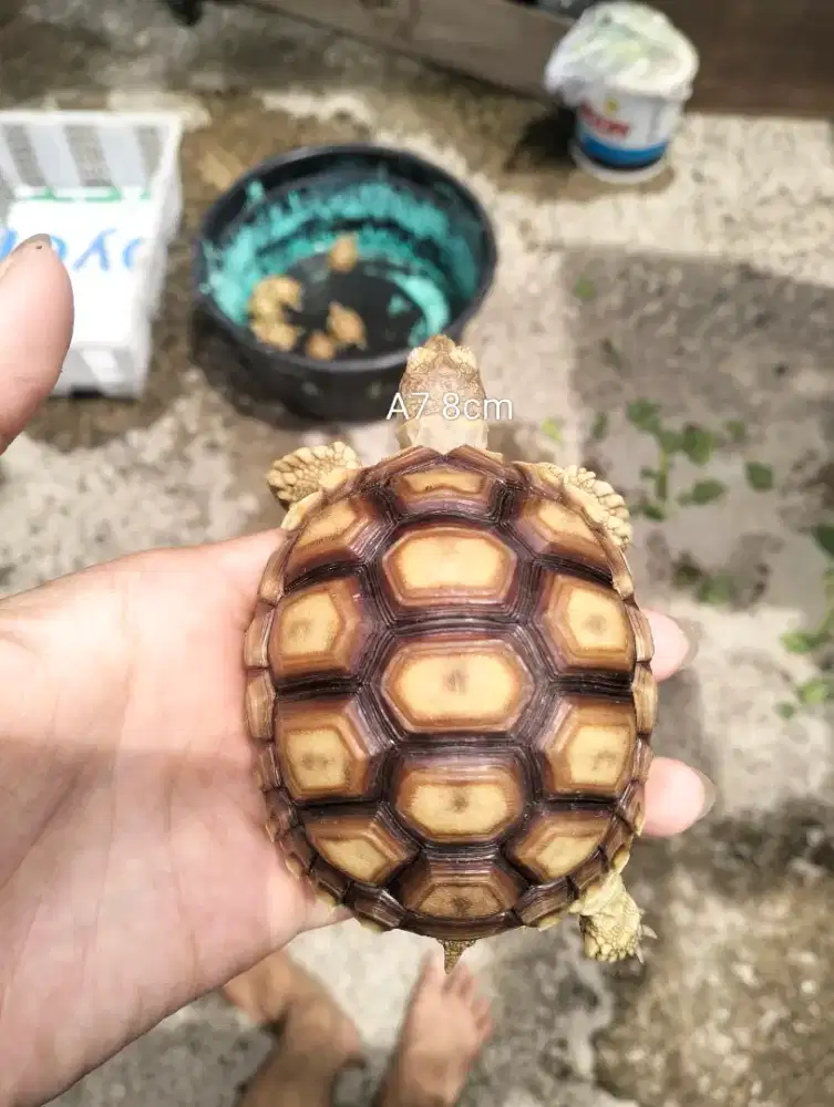 Sulcata 8cm highdome cakep