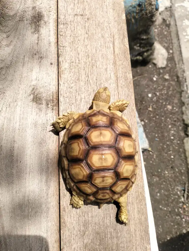 Sulcata 8cm thinline cakep