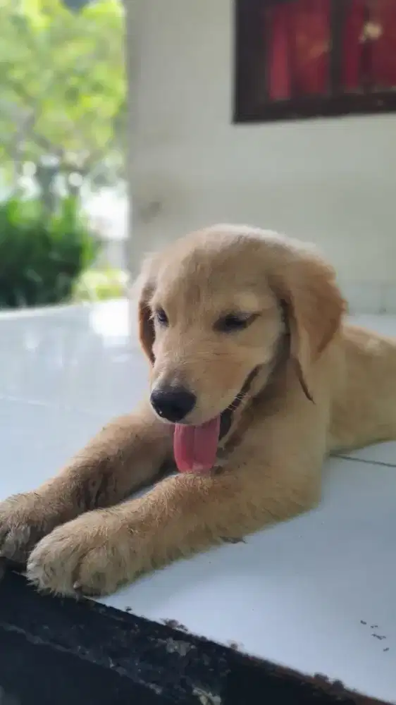 Golden Retriever