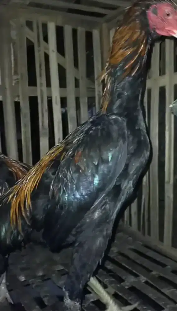 Ayam Bangkok 5 bulan