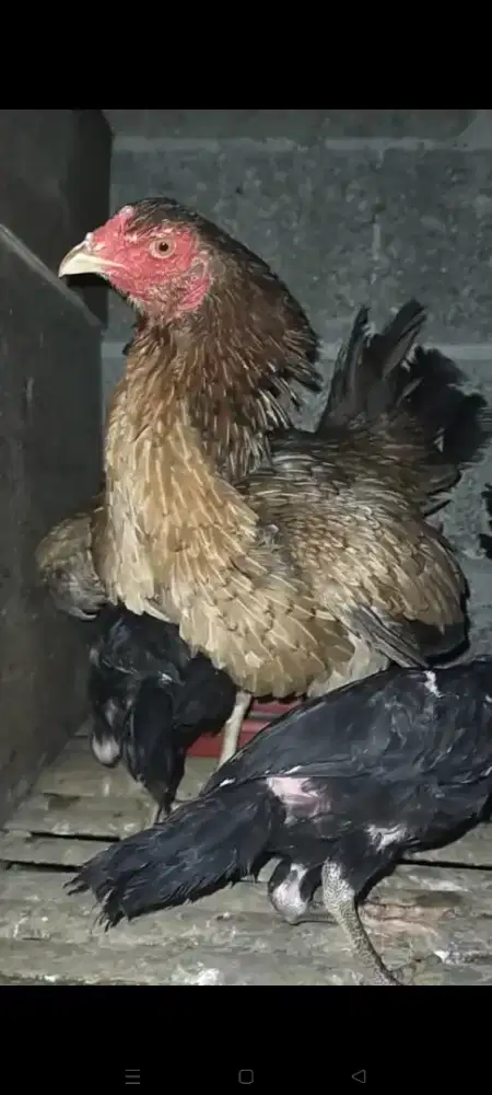 Ayam Birma telur biru