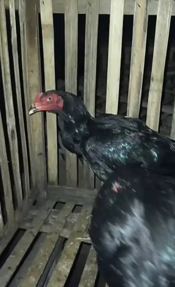 Ayam Bangkok 3,5 bulan