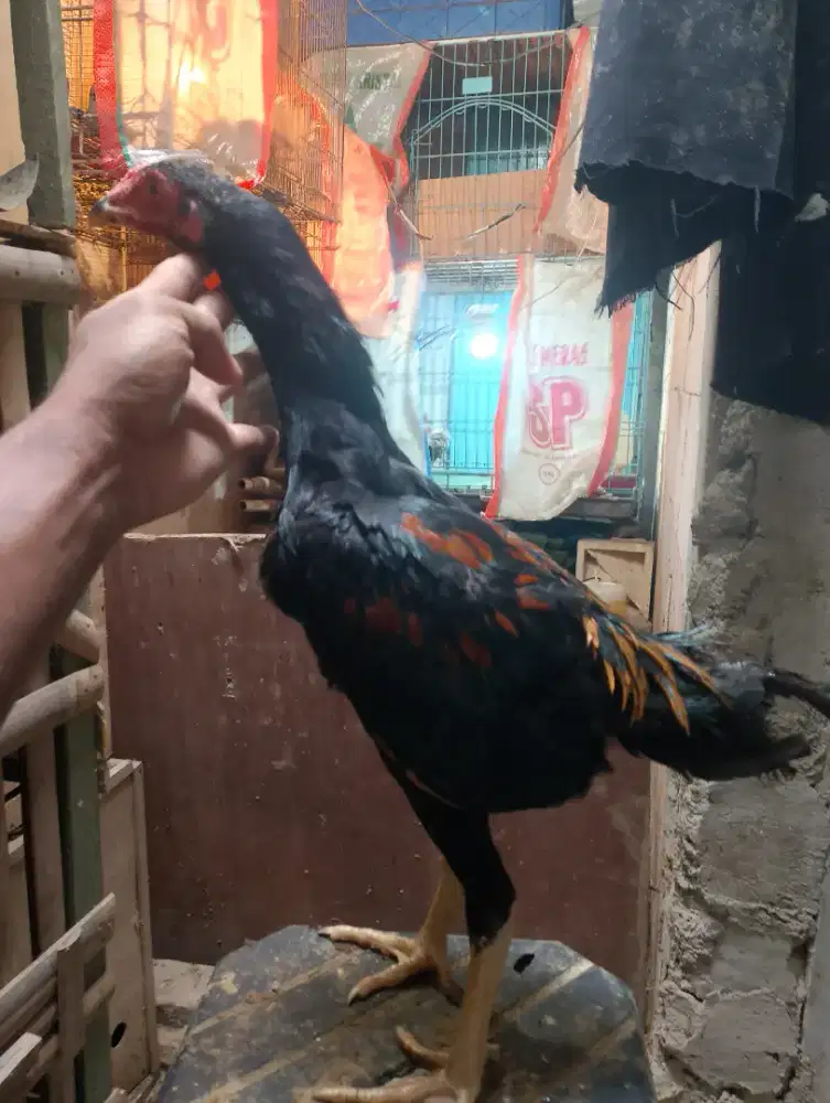 Ayam bangkok Pakhoy full berakot