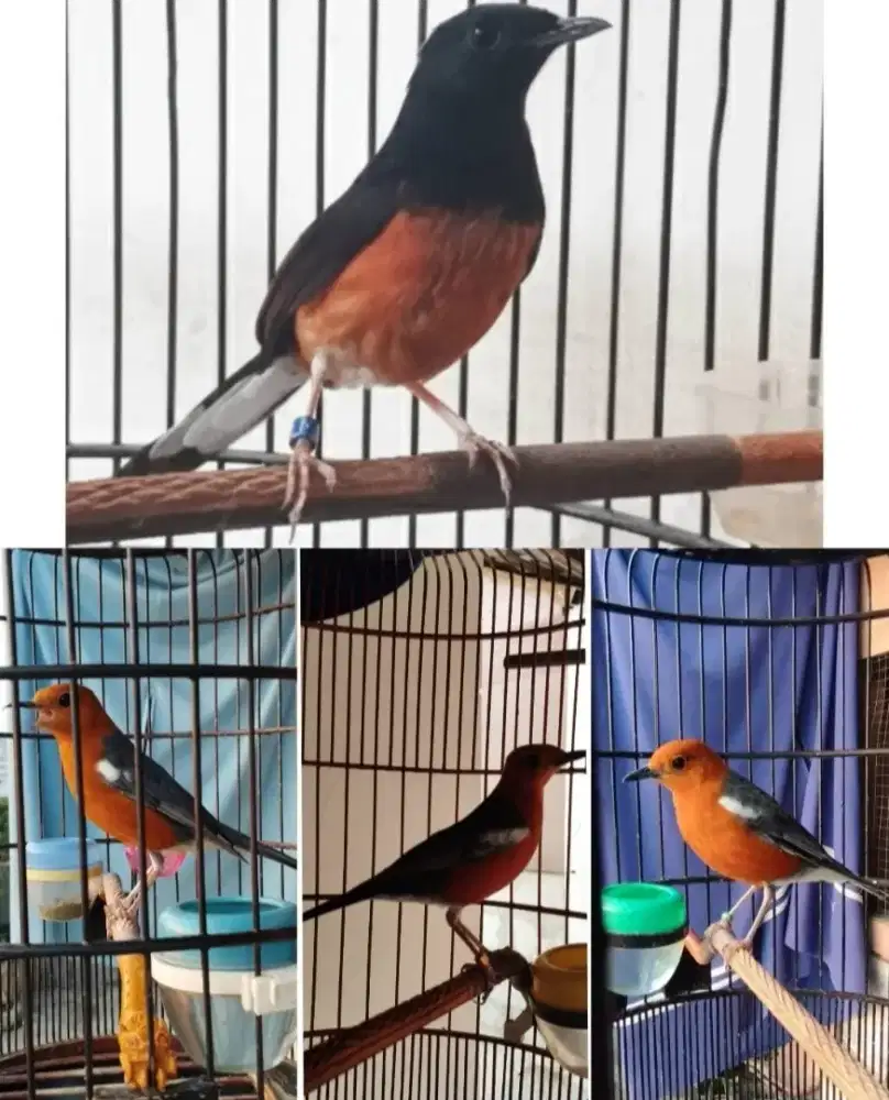 Burung murai medan dan anis merah