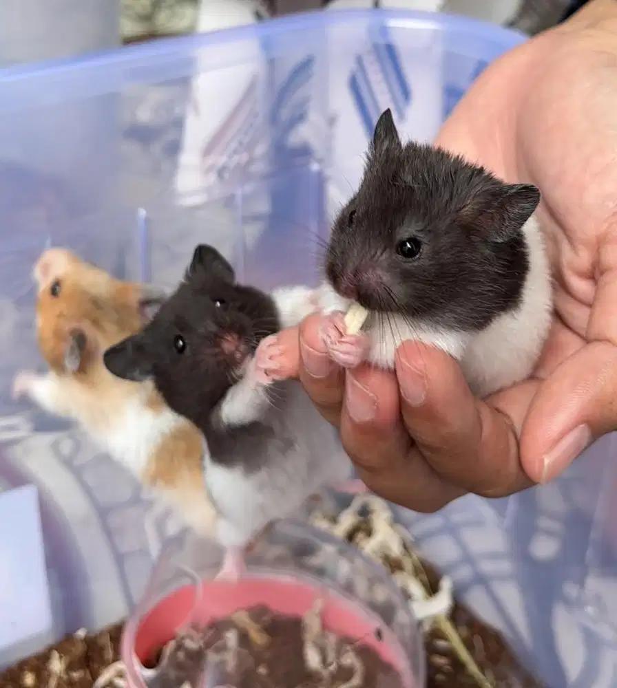 Hamster Siryan Jinak Usia 3 Minggu