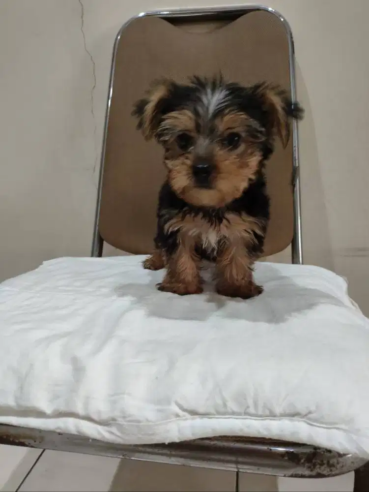 Jual Satu Anakan Yorkshire Jantan Umur Satu Setengah Bulan