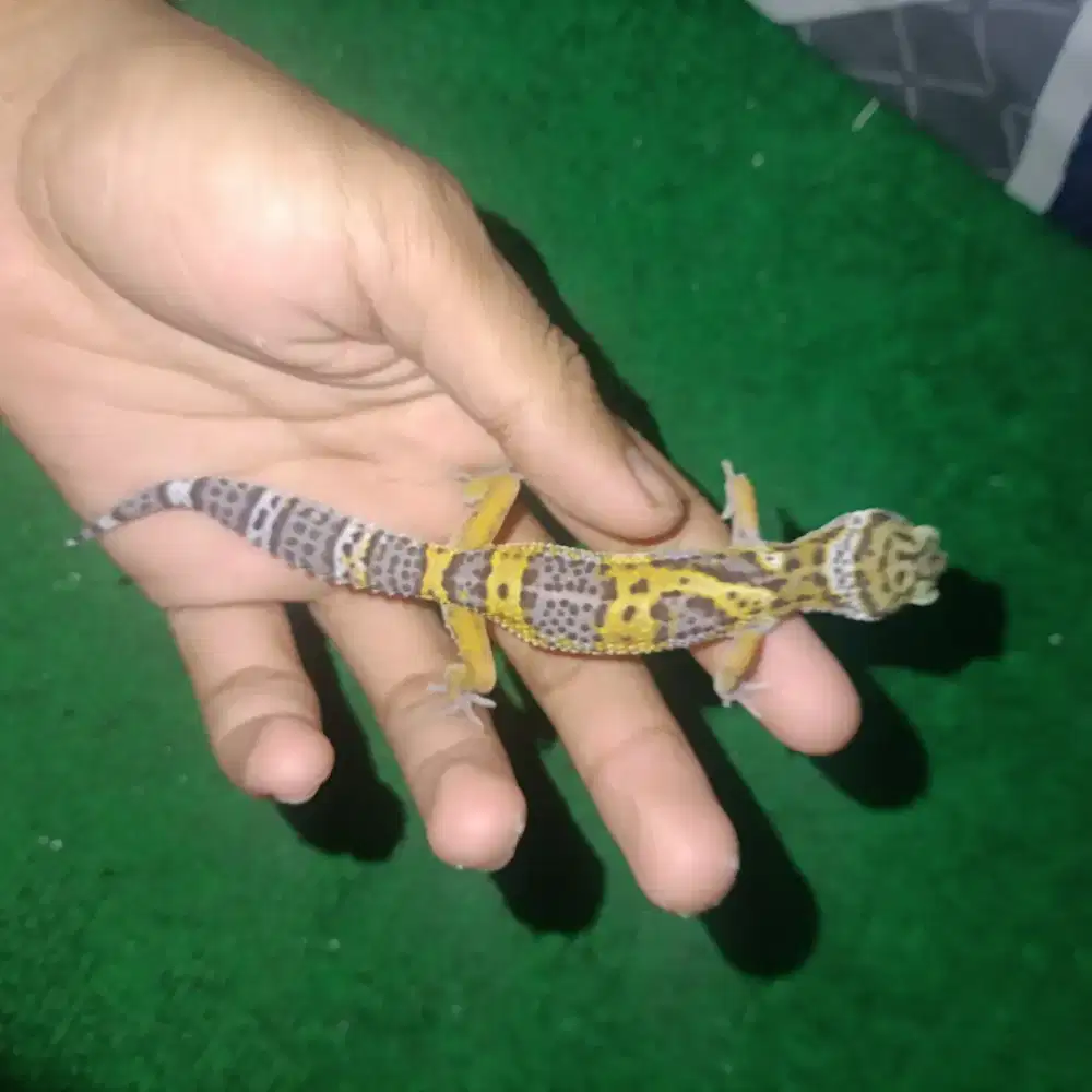 Leopart Gecko (Remaja)