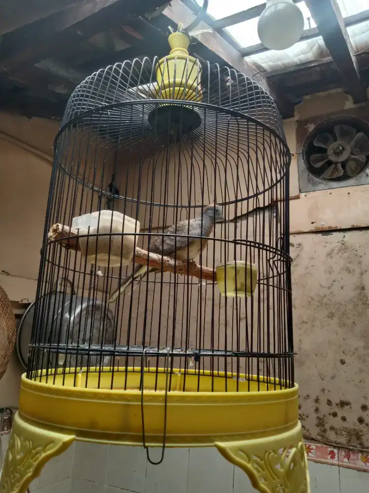 Jual titiran bangkok