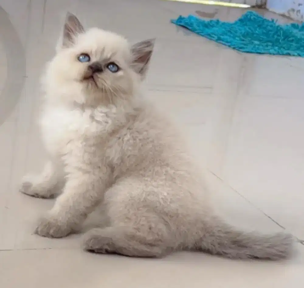 Kucing Kitten Himalaya