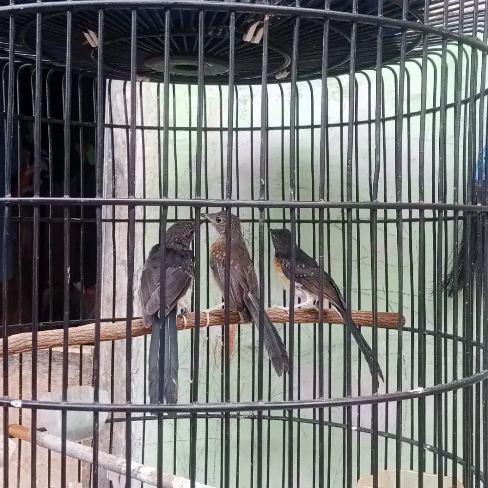 Muray trotolan seri f