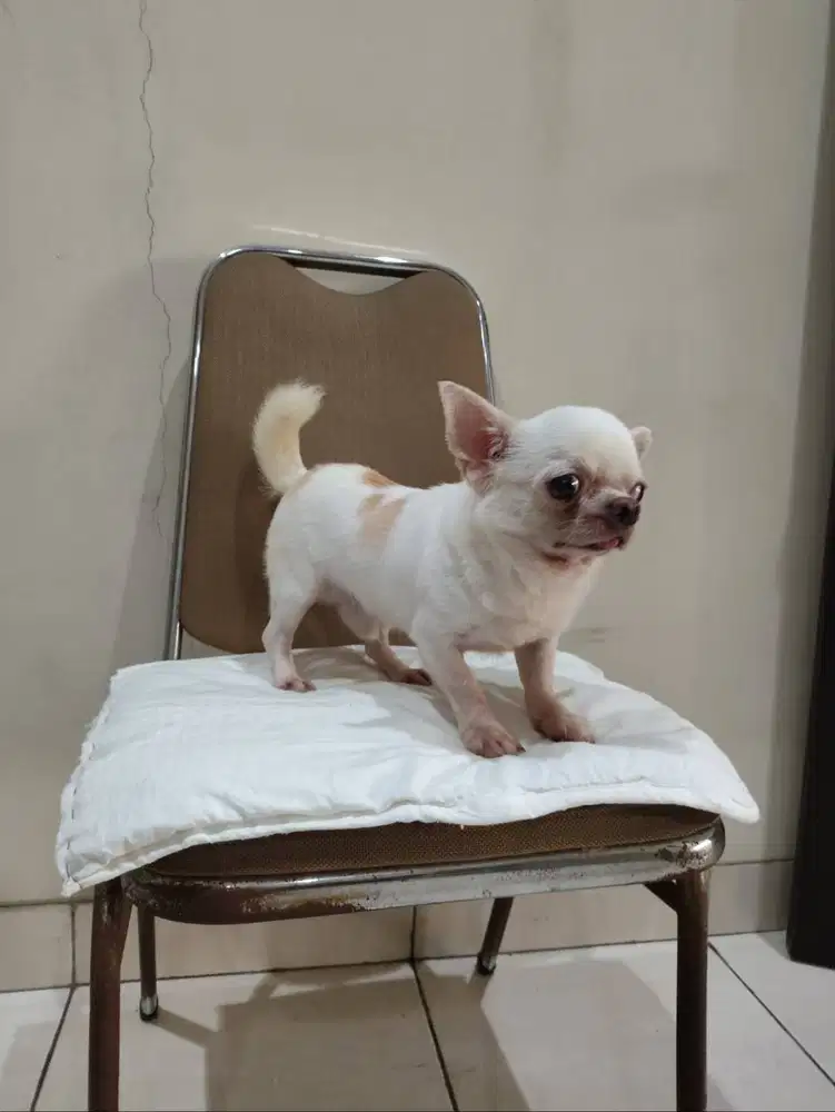 Jual Satu Chihuahua Jantan Umur Setahun