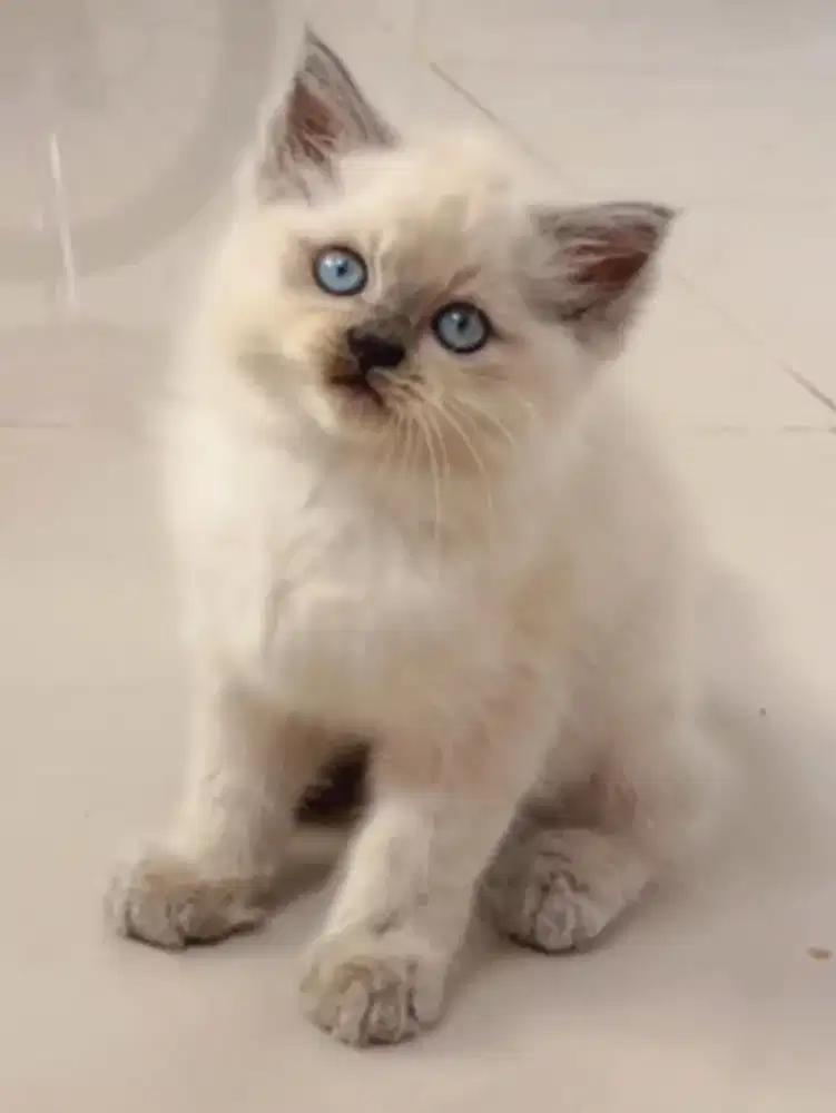 Kitten Himalaya