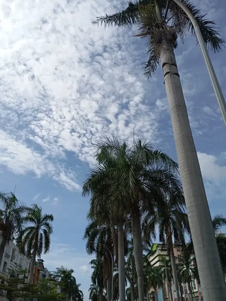 Di cari karyawan berpengalaman host live online shop(1orang)