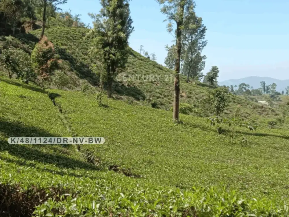 Tanah Kebun Teh Aktif Luas 12880 Di Ciwidey Bandung