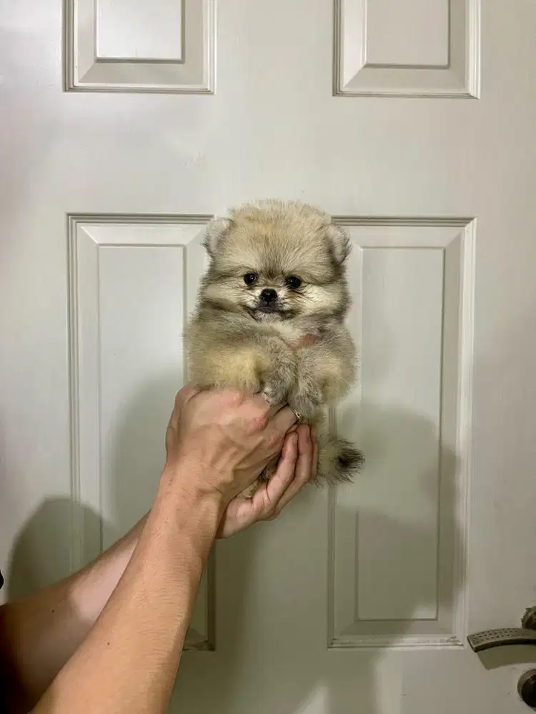 Super minipom betina