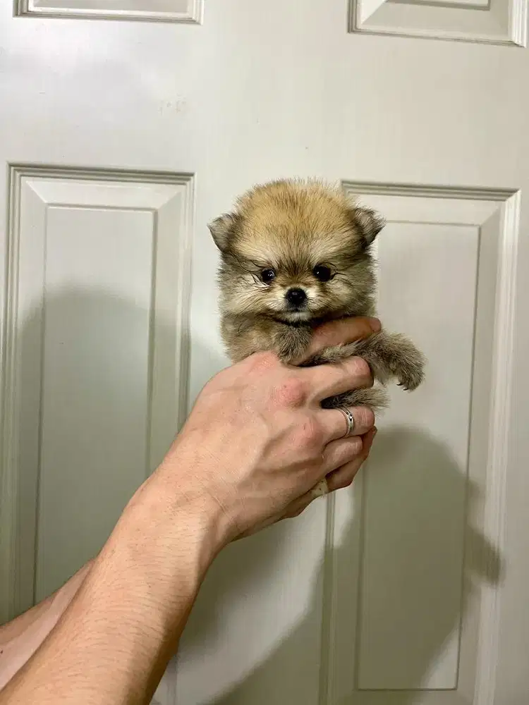Super minipom betina