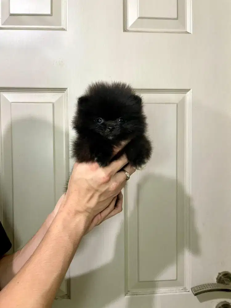 Super minipom betina black