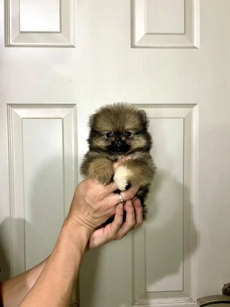 Super minipom betina