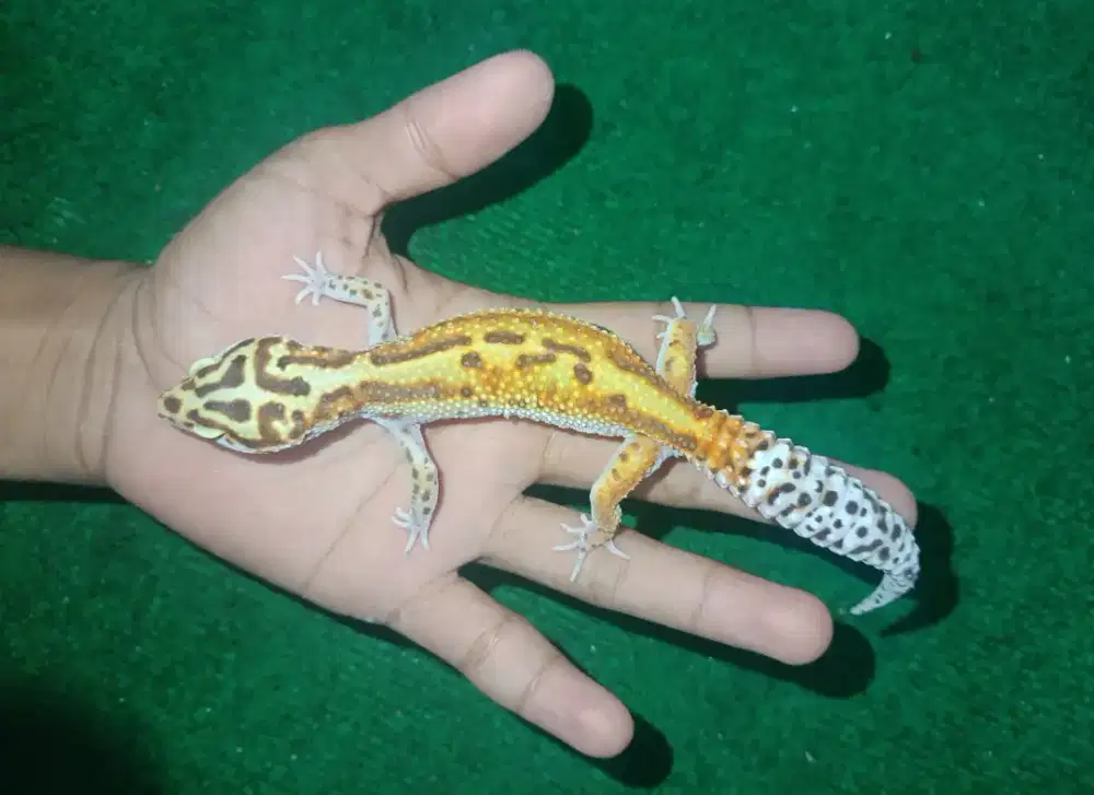 leopard Gecko S