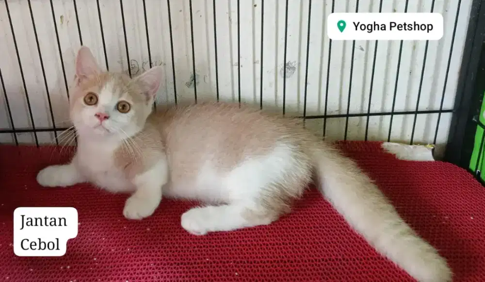 Kucing Munchkin jantan