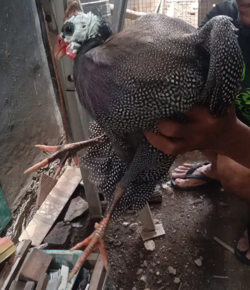 dijual ayam mutiara
