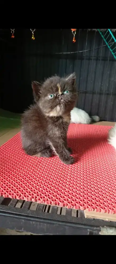 Baby Exotic shorthair betina