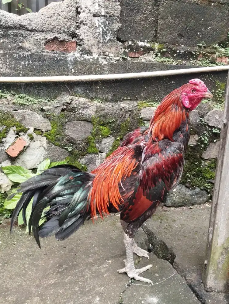 Dijual Ayam Bangkok Pama Ninja kuda lari