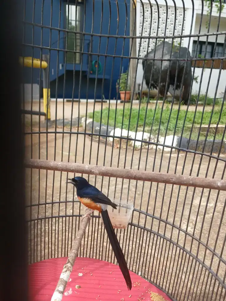 Murai Medan ekor 23 Fullset