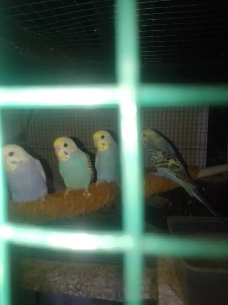 Anakan parkit mandiri