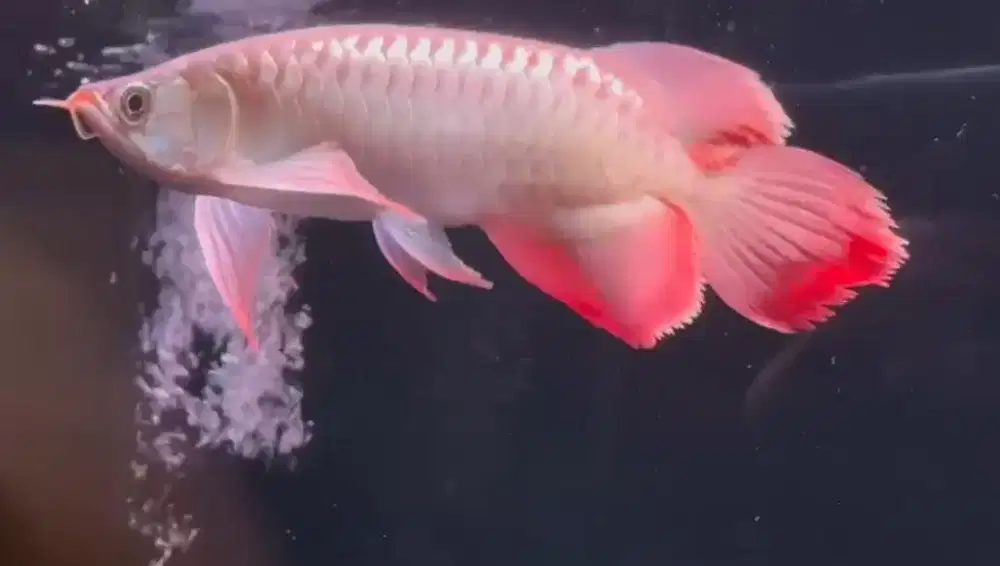 Arwana super red slayer