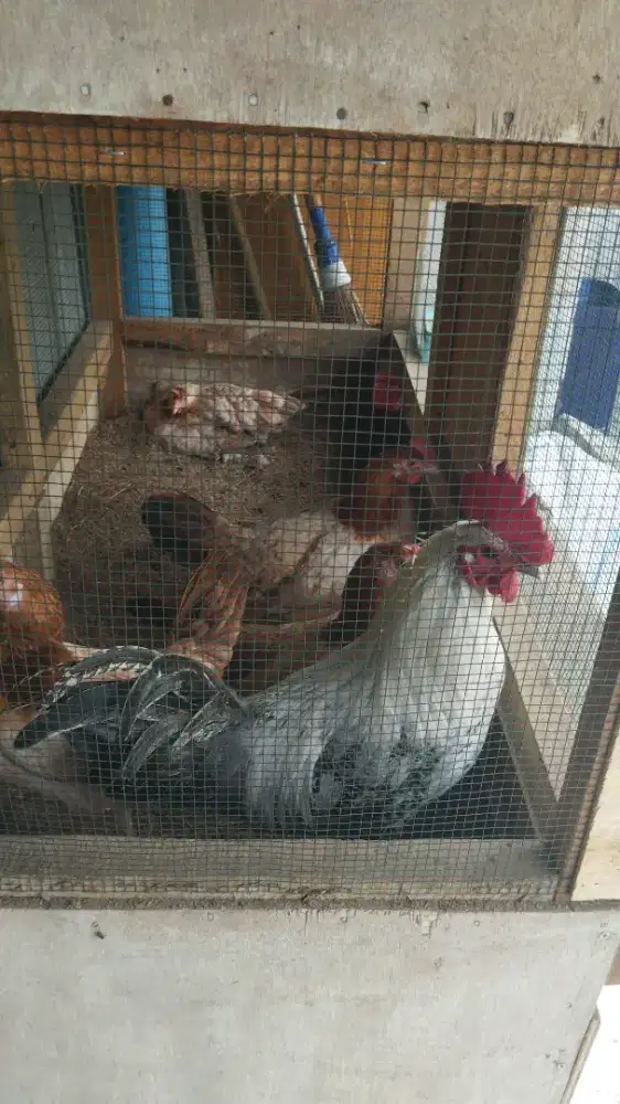 DOC ayam arab X elba