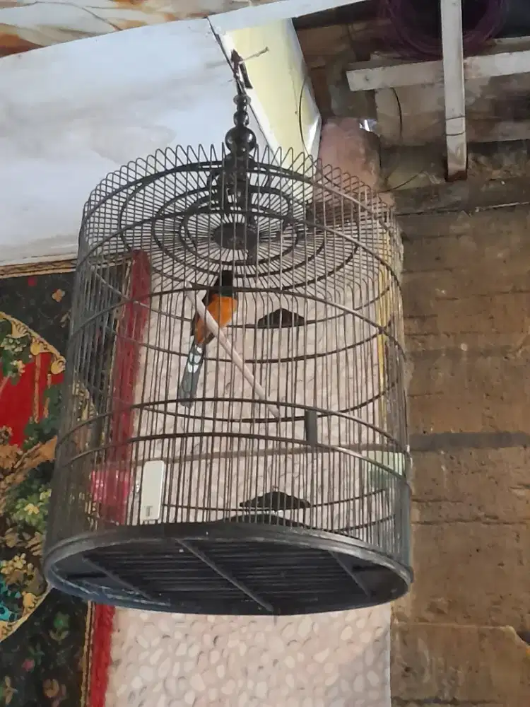 Mx balak gacor dor fullset angkut semua