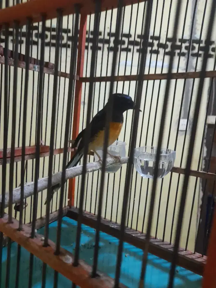 Murai betina mapan nyisik harian gacor