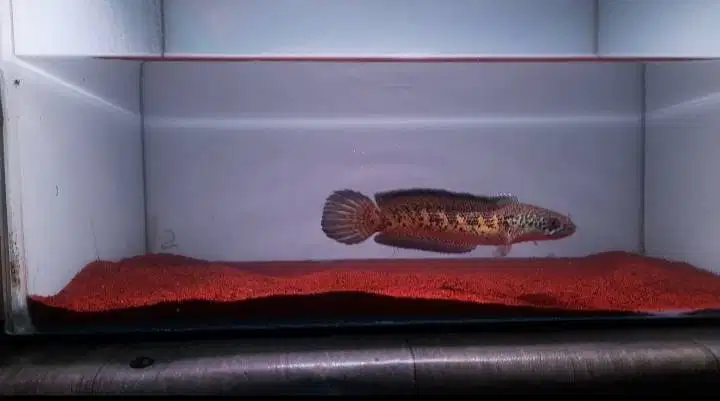 dijual channa auranti cb pulosari fullset