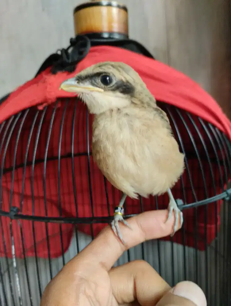 Cendet perbatasan madura sapudi, dari pulau Raas madura