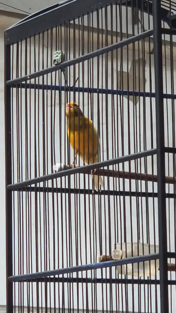 burung kenari AF super gacor