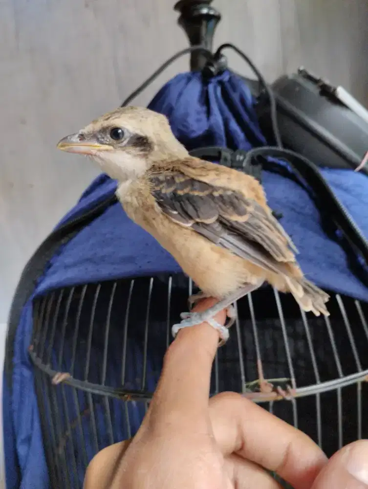 Cendet perbatasan madura sapudi, dari pulau ra'as madura