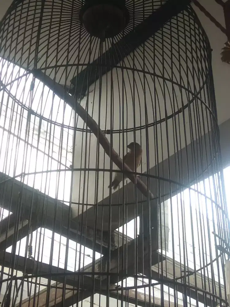 Redsiskin dilute jantan gacor