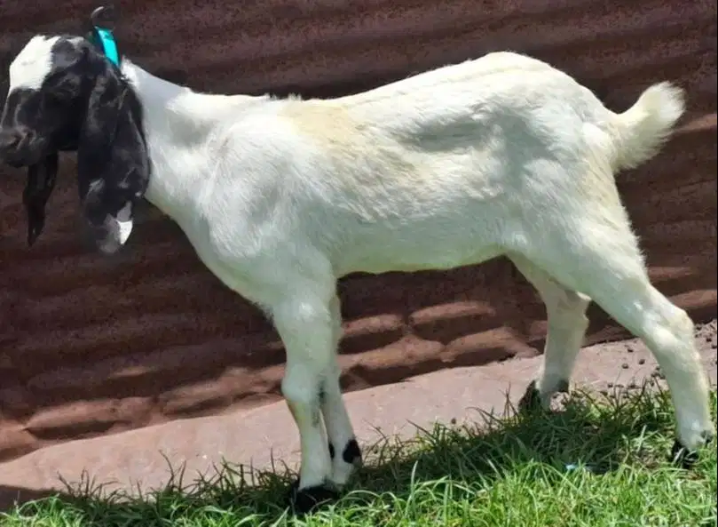 tabungan 500rb/bln 7x kambing qurban 30kiloUP timbang riil jamin puas