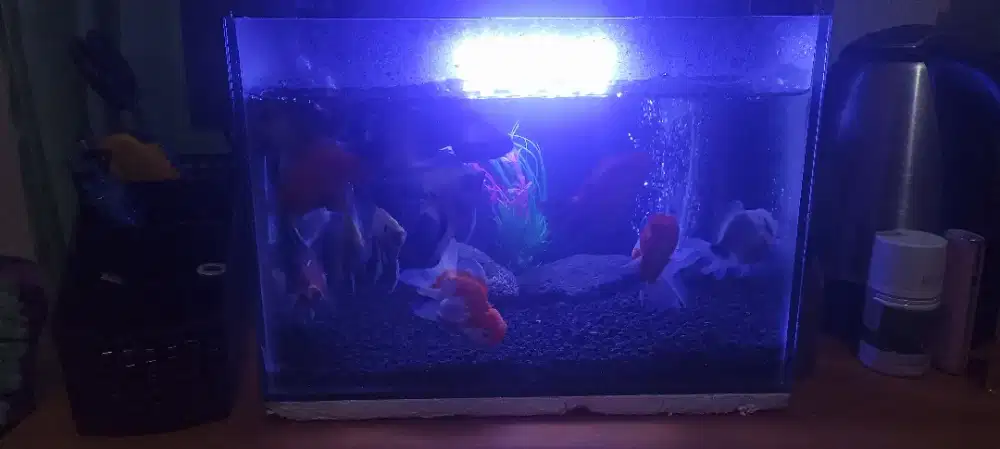 ForSale aquarium dan accessories
