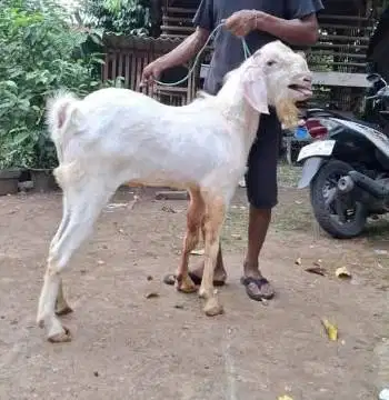 cicil 500rb/bln 7x kambing kurban 30kiloUP timbang riil kurban 2026 ok