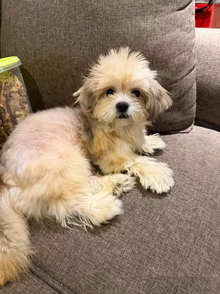 Shihtzu jantan vaksin