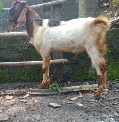 cicil 500rb/bln 7x kambing qurban 30kiloUP timbang riil kurban 2026 ok