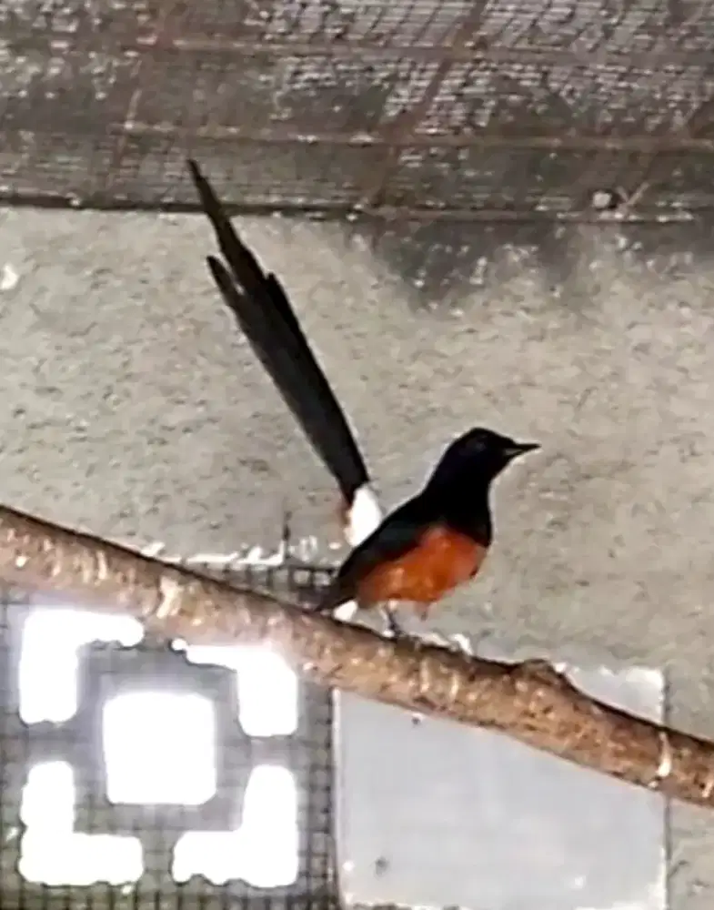 Murai Batu Ekor Daun Lebar 21 cm