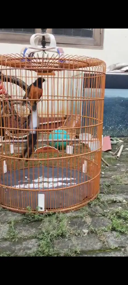 Murai batu ekor panjang