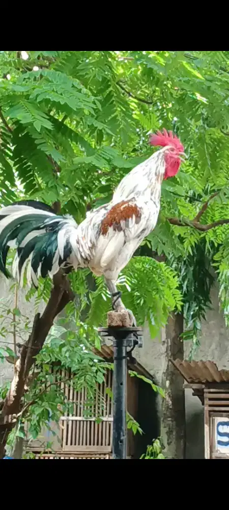 Ayam ketawa durasi