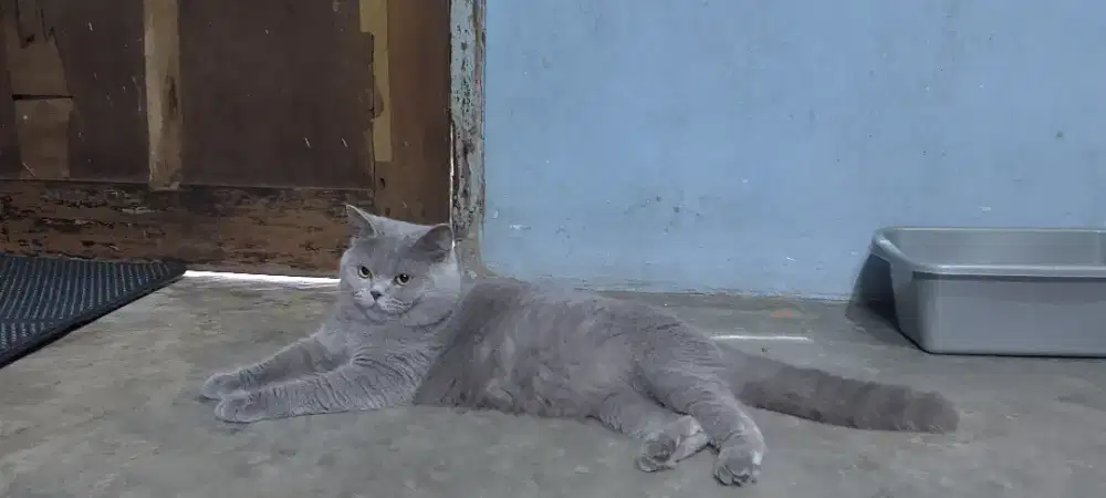 BSH jantan Munchkin Persia Himalaya