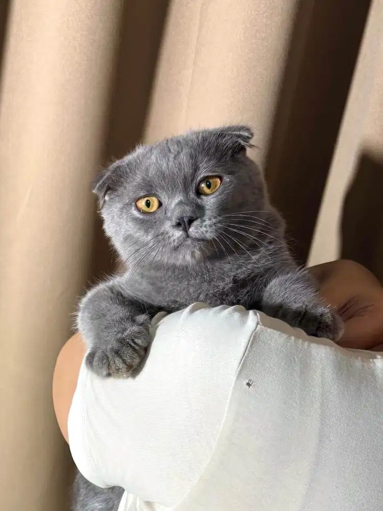 Scottish fold kitten blue british fold