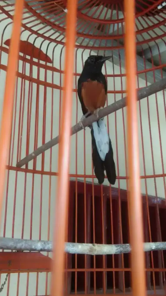 Jual Burung Murai Batu