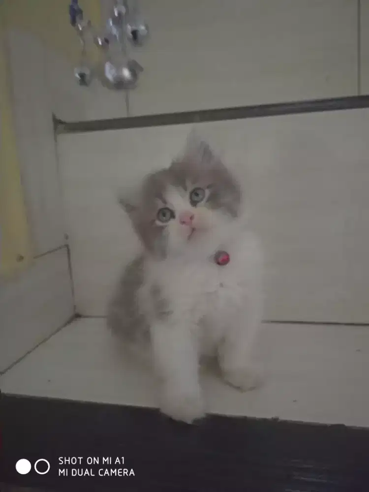 Kucing persia long hair